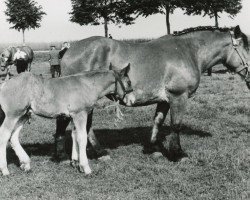 horse Hanny von Holzweiler (Rhenish-German Cold-Blood, 1937, from Junker 1481 vk O)