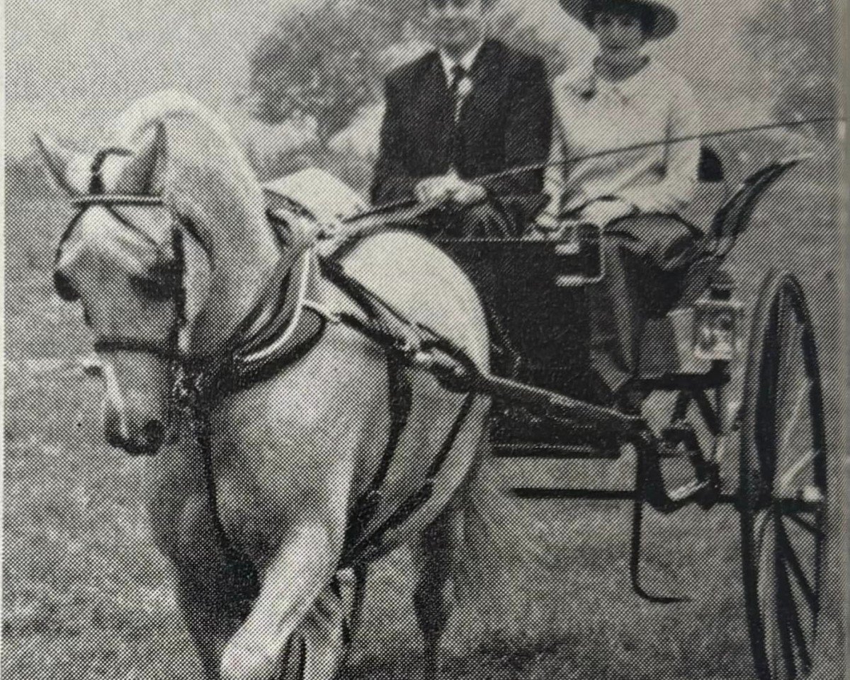 Deckhengst Llanarth Firel (Welsh-Cob (Sek. C), 1962, von Llanarth Cerdin)