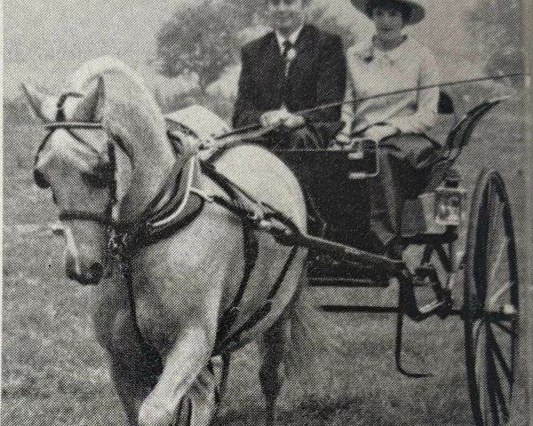 stallion Llanarth Firel (Welsh-Cob (Sek. C), 1962, from Llanarth Cerdin)