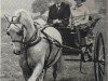 Deckhengst Llanarth Firel (Welsh-Cob (Sek. C), 1962, von Llanarth Cerdin)