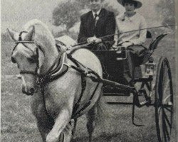 stallion Llanarth Firel (Welsh-Cob (Sek. C), 1962, from Llanarth Cerdin)