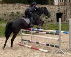 jumper Zafira 52 (KWPN (Royal Dutch Sporthorse), 2004, from VDL Orame)