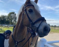 horse Aarons Herzbube (Haflinger, 2013, from Aaron)