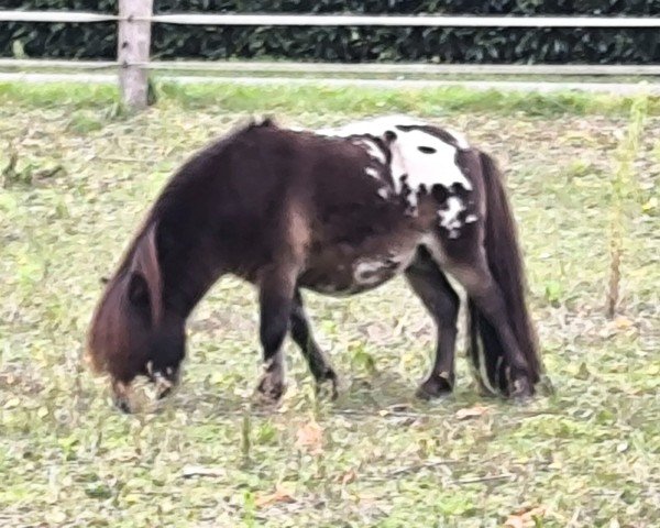 Deckhengst Eragon (Dt.Part-bred Shetland Pony, 2016)