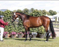 dressage horse Omelly PF (Holsteiner, 2021, from For Romance I)