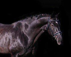 dressage horse Ded Hardy (Westphalian, 2006, from Del Piero)