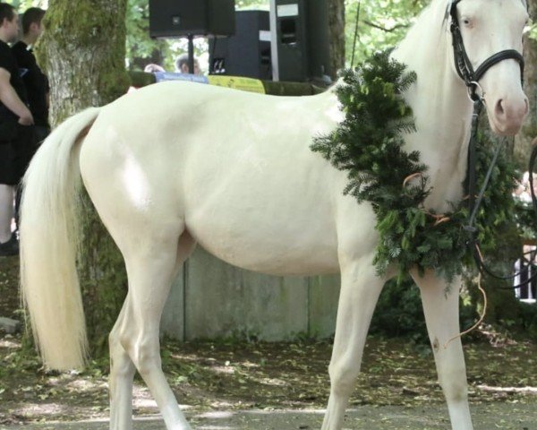 dressage horse Gloria (German Riding Pony, 2022, from Genesis BL)