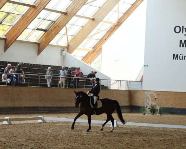 Dressurpferd Biscaja 13 (Sächs.-Thür. Schweres Warmbl., 2013, von Lexter *)