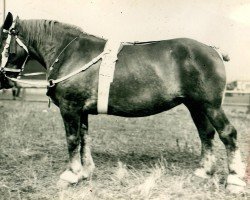 broodmare Heiderose (Rhenish-German Cold-Blood, 1914, from Mousseux de Rebecq)