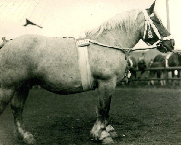 broodmare Resi von Wolfersom (Rhenish-German Cold-Blood, 1924, from Lothar III RS 651)