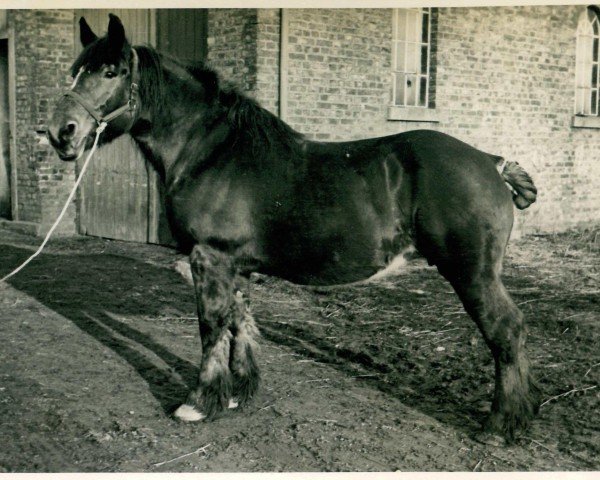 broodmare Kiste (Rhenish-German Cold-Blood, 1913, from Faro RS 247)