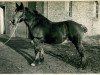 broodmare Kiste (Rhenish-German Cold-Blood, 1913, from Faro RS 247)