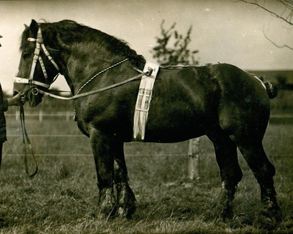 Deckhengst Faro RS 247 (Rheinisch-Deutsches Kaltblut, 1908, von Lambic du Fosteau BS 41344)