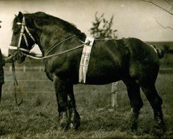 Deckhengst Faro RS 247 (Rheinisch-Deutsches Kaltblut, 1908, von Lambic du Fosteau BS 41344)