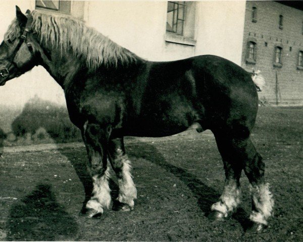 stallion Lottin von Wolfersom (Rhenish-German Cold-Blood, 1930, from Lothar III RS 651)