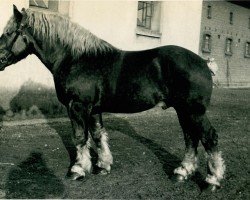 Deckhengst Lottin von Wolfersom (Rheinisch-Deutsches Kaltblut, 1930, von Lothar III RS 651)