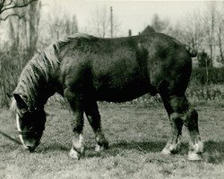 Deckhengst Lottias (Rheinisch-Deutsches Kaltblut, 1934, von Lottin von Wolfersom)