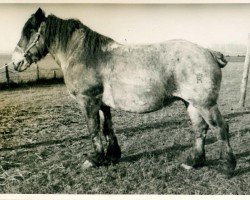 broodmare Schaltjahr (Rhenish-German Cold-Blood, 1925, from Lothar III RS 651)