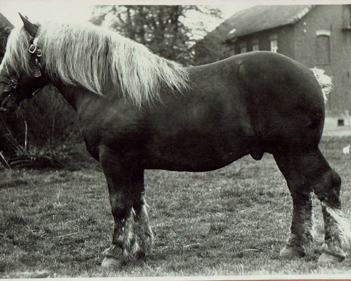 stallion Adamant von Wolfersom (S) 291 (Rhenish-German Cold-Blood, 1930, from Jaloux de Dorinne RS (S) 236)