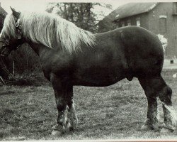 stallion Adamant von Wolfersom (S) 291 (Rhenish-German Cold-Blood, 1930, from Jaloux de Dorinne RS (S) 236)