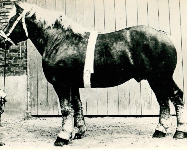 stallion Jaloux de Dorinne RS (S) 236 (Brabant/Belgian draft horse, 1924, from Kaki de Bruant)