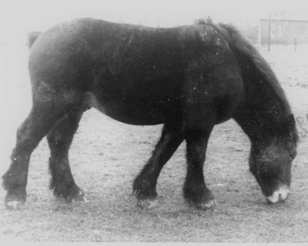 stallion Bäuerling von Wolfersom (Rhenish-German Cold-Blood, 1932, from Lotos RS Ldb Wi)