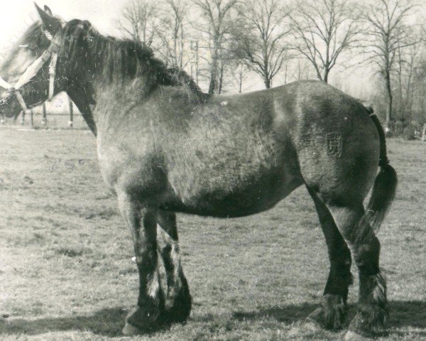 Zuchtstute Kora von Wolfersom (Rheinisch-Deutsches Kaltblut, 1940, von Burckhardt RS 987)