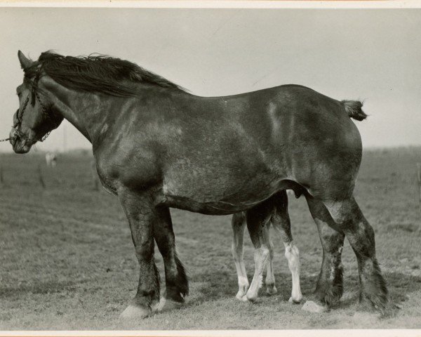 Fohlen von Westa von Wolfersom (Rheinisch-Deutsches Kaltblut, 2024, von Jaloux de Dorinne RS (S) 236)