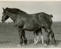 foal by Westa von Wolfersom (Rhenish-German Cold-Blood, 2024, from Jaloux de Dorinne RS (S) 236)