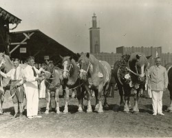 Pferd Scheibe von Wolfersom (Rheinisch-Deutsches Kaltblut, 1923, von Kemmel RS 494)