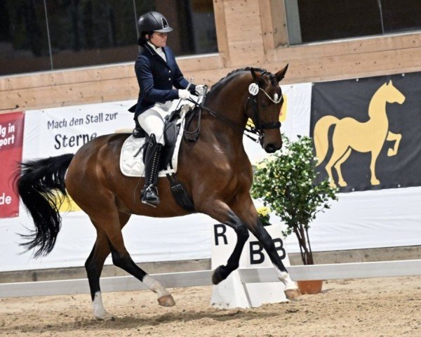 dressage horse Belle Epoque (Hanoverian, 2016, from Bordeaux 28)