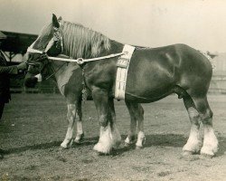 broodmare Norma III RS 19264 (Rhenish-German Cold-Blood, 1923, from Grondstein RS 414)