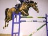 jumper Darco L (anglo european sporthorse, 2006, from Unbelievable Darco)