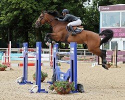 jumper Elgrando PS (Oldenburg show jumper, 2012, from Eldorado vd Zeshoek Tn)