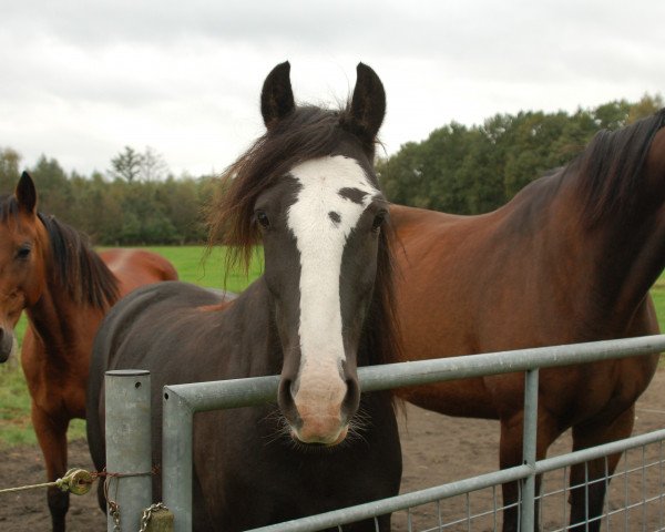 horse Lucky Luke Mac Lena (Tinker / Irish Cob / Gypsy Vanner, 2002)