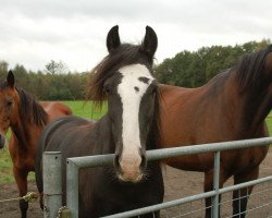 horse Lucky Luke Mac Lena (Tinker / Irish Cob / Gypsy Vanner, 2002)