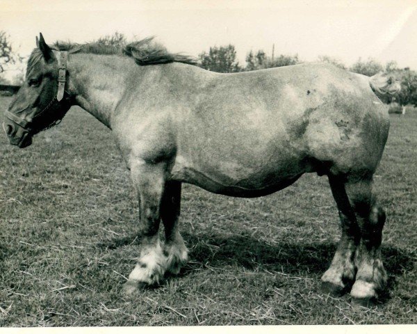 horse Tanne von Wolfersom (Rhenish-German Cold-Blood, 1926, from Lothar III RS 651)