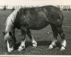 Zuchtstute Waldfee von Wolfersom (Rheinisch-Deutsches Kaltblut, 1929, von Lothar III RS 651)