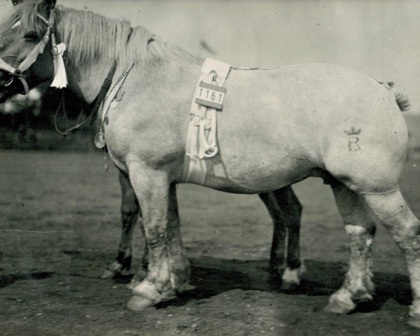 Zuchtstute Nogetta III RS 19048 (Rheinisch-Deutsches Kaltblut, 1920, von Lothar III RS 651)