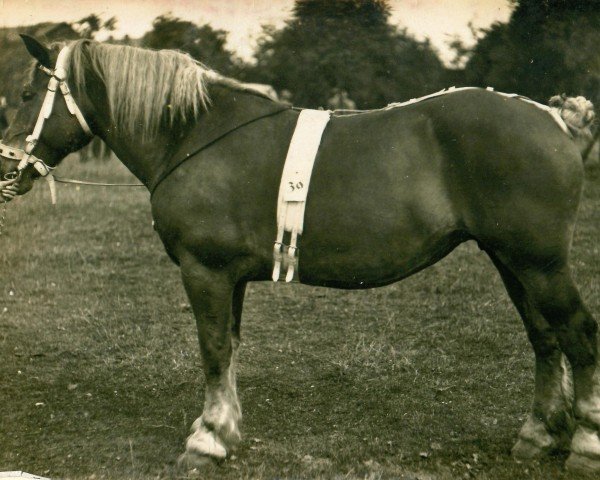 Zuchtstute Gamine (Rheinisch-Deutsches Kaltblut, 1912, von Inconu du Kat)