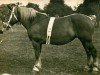 broodmare Gamine (Rhenish-German Cold-Blood, 1912, from Inconu du Kat)