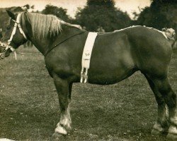 broodmare Gamine (Rhenish-German Cold-Blood, 1912, from Inconu du Kat)