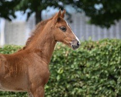 Springpferd Stute von Sixpack / Landmann II (Deutsches Sportpferd, 2022, von Sixpack 11)