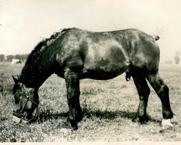 Deckhengst Xenias (Rheinisch-Deutsches Kaltblut, 1929, von Coran de Gibecq)