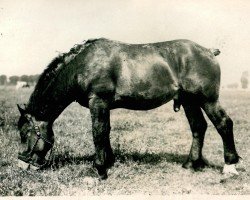 stallion Xenias (Rhenish-German Cold-Blood, 1929, from Coran de Gibecq)