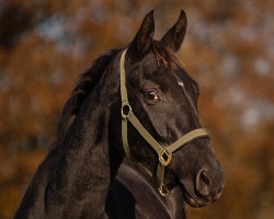 jumper Chakkita (Hanoverian, 2022, from Tannenhof's Chacco Chacco)