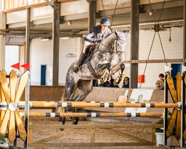 jumper Diacoeur (Hanoverian, 2019, from Diacontinus)