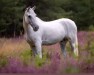 dressage horse Lisrobin Good Boy (Irish Sport Horse, 2007)