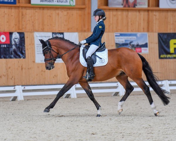 dressage horse Del Rey HW (German Riding Pony, 2017, from Desperados HW)