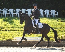 dressage horse Fleurie N (Westphalian, 2020, from Fürst Toto)